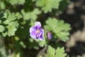 Himalayan Cranesbill Plenum Royalty Free Stock Photo