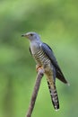Himalayan cuckoo Cuculus saturatus grey bird calmly sitting on dried wooden branch over blur green background