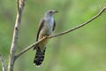 Himalayan cuckoo Cuculus saturatus grey bird in genus Cuculus, breeds from Himalayas eastward to southern China and