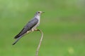 Himalayan cuckoo (Cuculus saturatus) perching on thin curve branch in fresh green meadow field