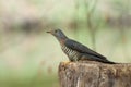 Himalayan cuckoo stand on the stump Royalty Free Stock Photo