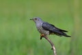 Himalayan Cuculus saturatus Eurasian cuckoo, fine grey with yellow eye rings on the stick over green grass land, fascinated