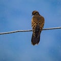 Himalayan Dove in rain Royalty Free Stock Photo