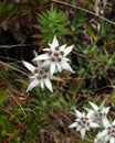 Himalayan edelweiss
