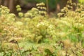 Himalayan or evergreen maidenhair Adiantum Venustum in Zurich in Switzerland