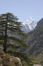 Himalayan fir and mountain