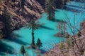 Himalayan firs and Himalayan spruce in lake. Flooded forest