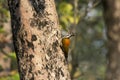 Himalayan Flameback, Dinopium shorii, Chitwan - Nepal. Royalty Free Stock Photo