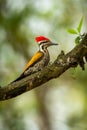 Himalayan flameback or goldenback woodpecker or three toed woodpecker or Dinopium shorii male bird perch in natural scenic green