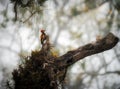 Himalayan Flameback Woodpecker