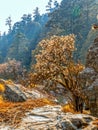 Himalayan forests