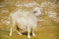 Himalayan goat pashmina