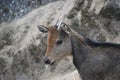 Himalayan goral, Naemorhedus goral or the gray goral, native to the Himalayas. It is listed as Near Threatened on the IUCN Red