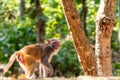 Himalayan Gray Langur