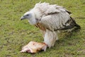 Himalayan Griffon