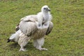 Himalayan Griffon