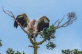 Himalayan griffon also known as old world vulture