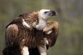 Himalayan griffon vulture