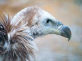 Himalayan griffon vulture, Gyps himalayensis, close-up shot of unique mountain scavenger bird Royalty Free Stock Photo