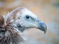 Himalayan griffon vulture, Gyps himalayensis, close-up shot of unique mountain scavenger bird Royalty Free Stock Photo