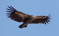 Himalayan griffon vulture Gyps himalayensis flying in sky. Royalty Free Stock Photo