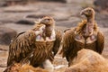 Himalayan Griffon Vulture, Gyps himalayensis, Panna Tiger Reserve, Rajasthan Royalty Free Stock Photo