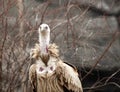 Himalayan griffon vulture