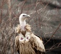 Himalayan griffon vulture