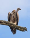 Himalayan Griffon Vulture