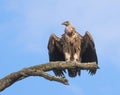 Himalayan Griffon vulture wings opening