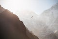 Himalayan hawk soaring in the mountains at sunrise