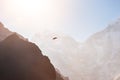 Himalayan hawk soaring in the mountains at sunrise. Himalayas, Nepal Royalty Free Stock Photo