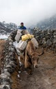 Himalayan Herdsman and Yaks on the bridge near Everest Base Camp in Nepal