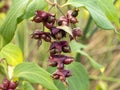 Himalayan honeysuckle, also known as flowering nutmeg