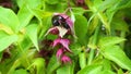 Himalayan honeysuckle purple-black berries and green leaves. Other names Leycesteria formosa, Flowering nutmeg.