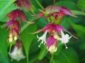 Himalayan honeysuckle showy and bright flowers and  green foliage. Other names Leycesteria formosa, Flowering nutmeg, Himalaya nut Royalty Free Stock Photo