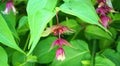 Himalayan honeysuckle showy and bright flowers and green foliage. Other names Leycesteria formosa, Flowering nutmeg, Himalaya nut