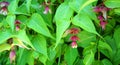 Himalayan honeysuckle showy and bright flowers and  green foliage. Other names Leycesteria formosa, Flowering nutmeg, Himalaya nut Royalty Free Stock Photo