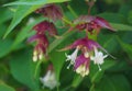 Himalayan honeysuckle showy and bright flowers and  green foliage. Other names Leycesteria formosa, Flowering nutmeg, Himalaya nut Royalty Free Stock Photo