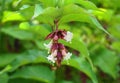 Himalayan honeysuckle showy and bright flowers and green foliage. Other names Leycesteria formosa, Flowering nutmeg.