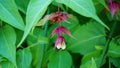 Himalayan honeysuckle showy and bright flowers and  green foliage. Other names Leycesteria formosa, Flowering nutmeg, Himalaya nut Royalty Free Stock Photo