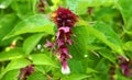 Himalayan honeysuckle showy and bright flowers and green foliage. Other names Leycesteria formosa, Flowering nutmeg.