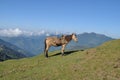 Himalayan horse. Royalty Free Stock Photo