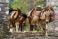 Himalayan horse caravan