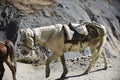 Himalayan horse in Nepal, with a height of over 4000 meters Royalty Free Stock Photo