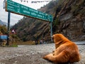Himalayan Hound: Welcome to Uttarkashi