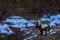 Himalayan ibex, Capra ibex sibirica, wild goat in the nature rock moutain habitat, Spiti valley in Hamalayas, India.