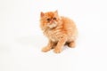 Himalayan kitten Royalty Free Stock Photo