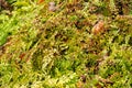 Himalayan maidenhair or Adiantum Venustum plant in Zurich in Switzerland