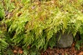 Himalayan maidenhair or Adiantum Venustum plant in Zurich in Switzerland